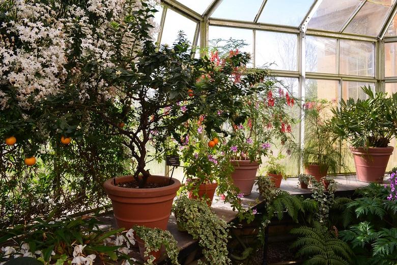 Plants in conservatory