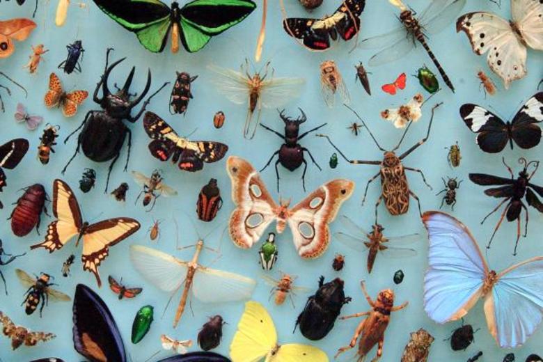 Varied insects on display