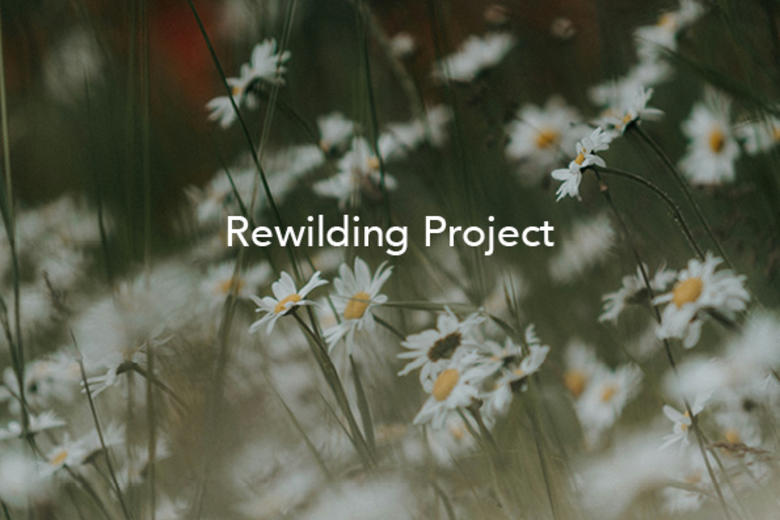 rewilding project  daisies