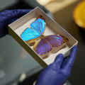 blue iridescent butterfly pinned in box