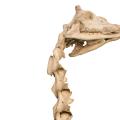 Giraffe Skeleton detail
