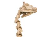 Giraffe Skeleton detail