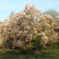 Saucer Magnolia