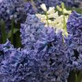 Hyacinths