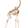 Giraffe Skeleton