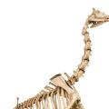 Giraffe Skeleton