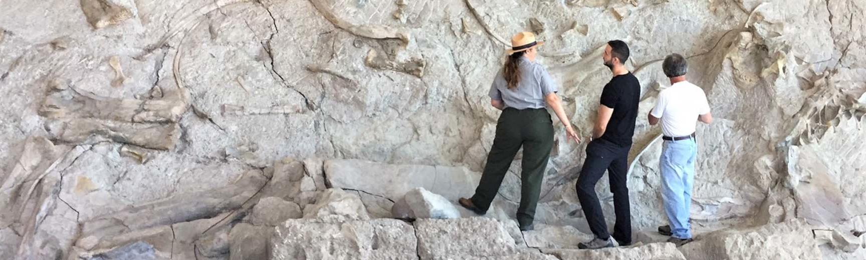 Dr Dean Lomax surveying a cave wall filled with fossils