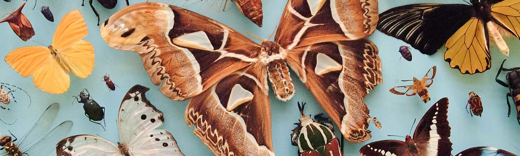 Butterfly and moth display, Museum of Natural History