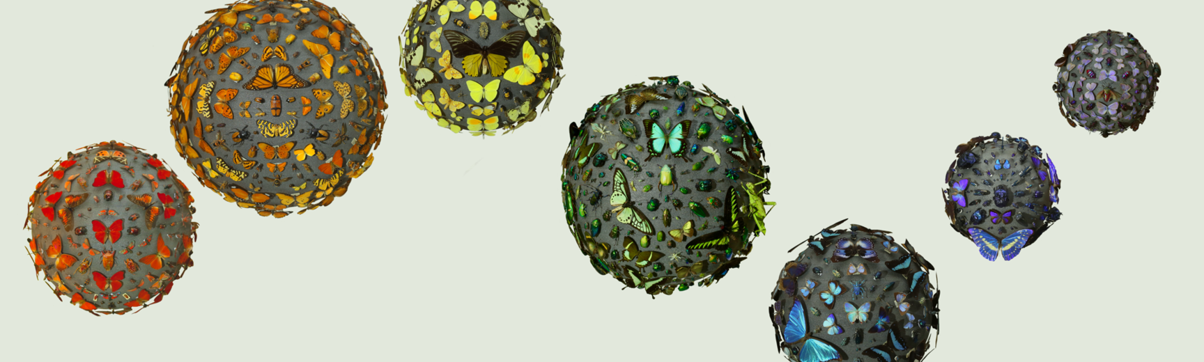 balls of insects
