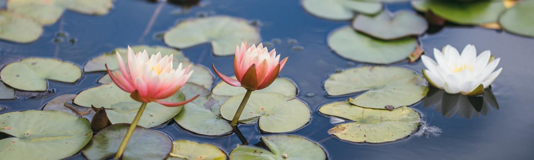 Photograph of waterlilies