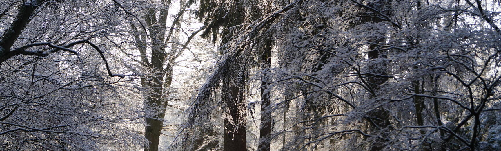 Snowy Trees