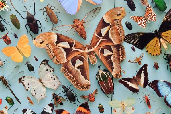 Butterfly and moth display, Museum of Natural History