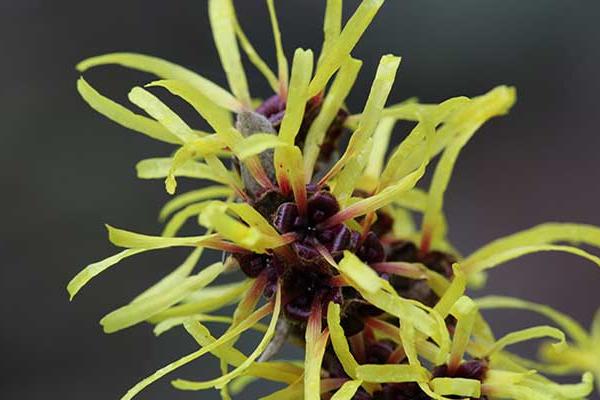 Witch Hazel plant