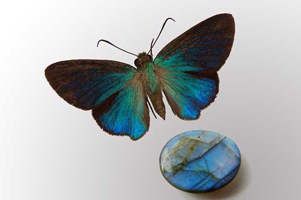 Blue butterfly and collections