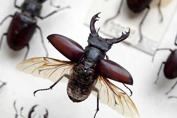 Stag Beetle specimen