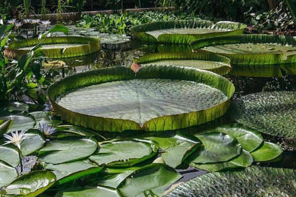 Water lilies