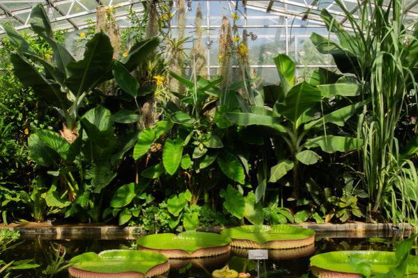 Water Lily House at Oxford Botanic Garden in the Summer