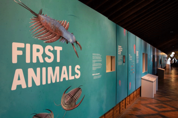First Animals exhibition at Oxford University Museum of Natural History