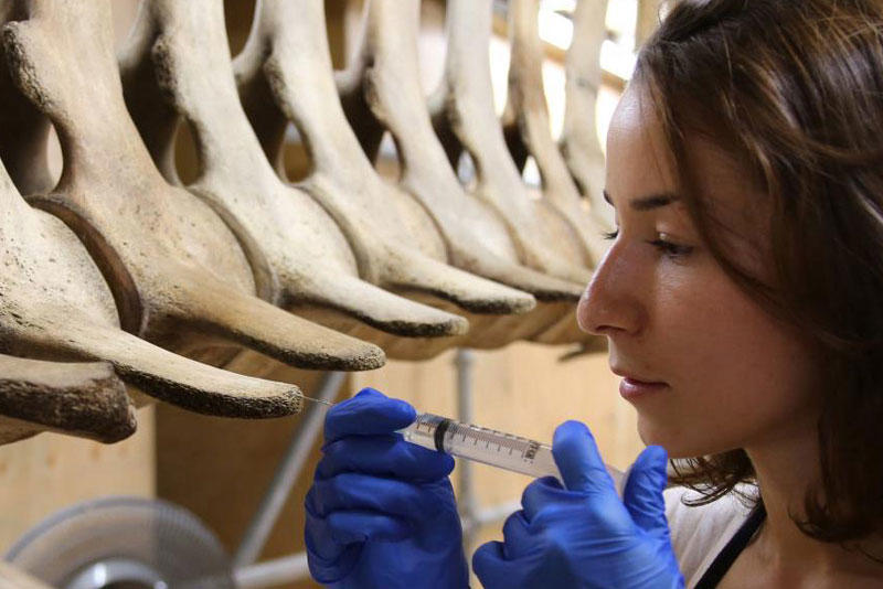 Conservator Bethany Palumbo consolidating a whale skeleton Conservator injecting whale bones with a syringe