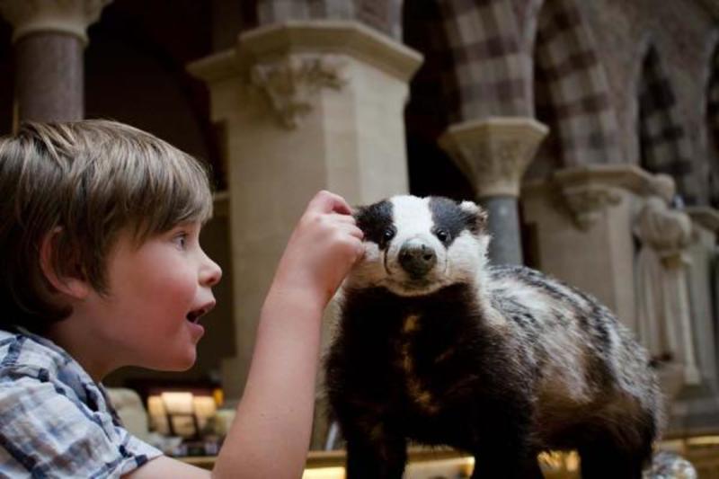 Child engaging with stuffed badger, Museum of Natural History Child engaging with stuffed badger