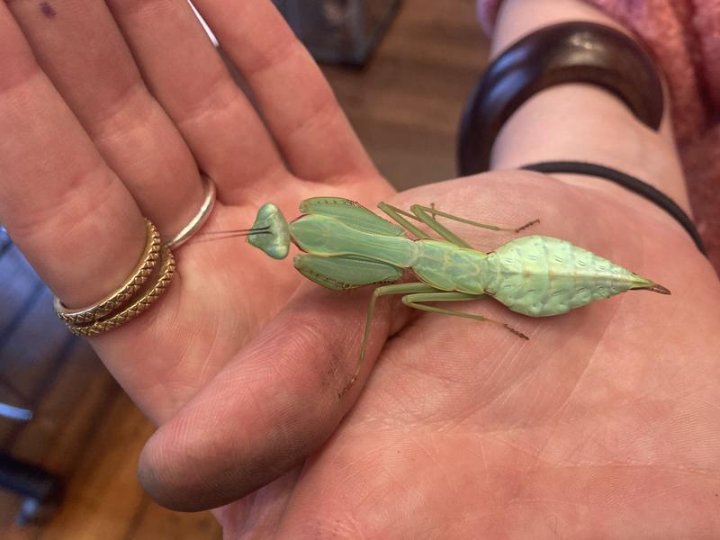 someone holding a leaf mantis 