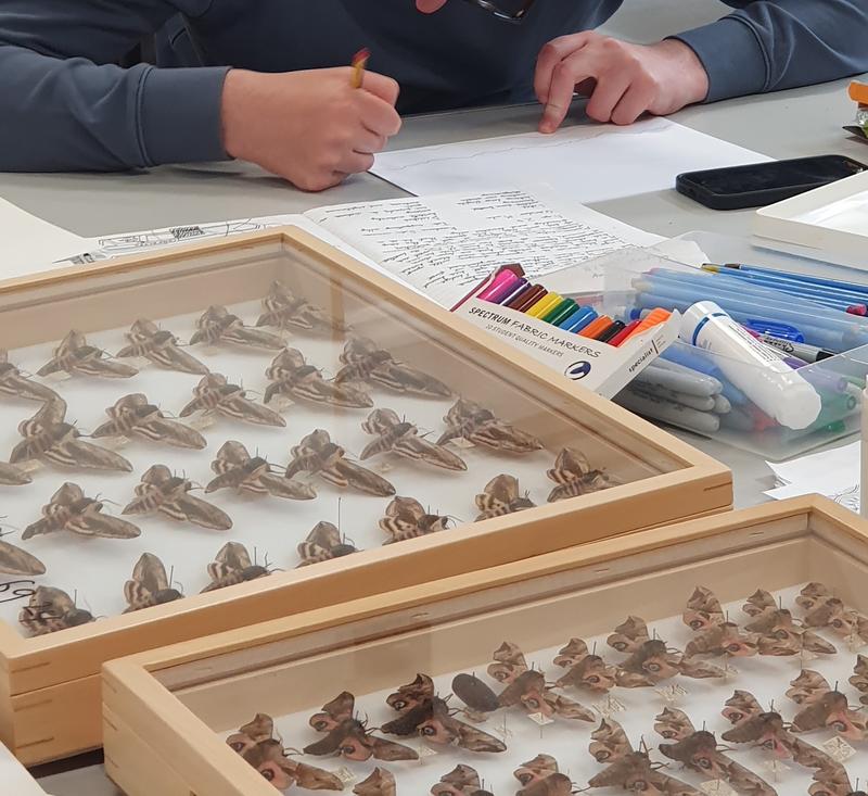a person drawing from two display drawers full of moths