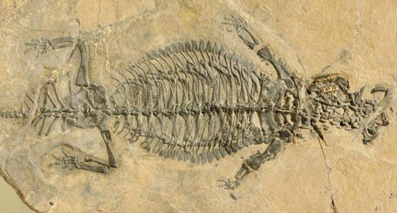 what is esoszifediv found in