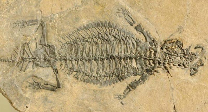 Fossil of Eusaurosphargid dalsassoi