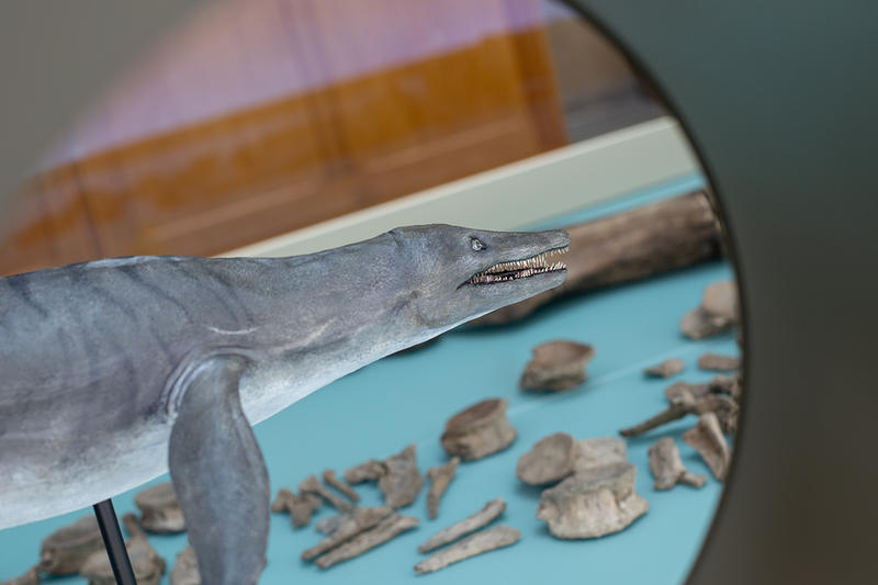 Pliosaur model