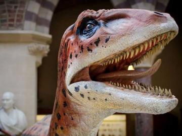 Model of Utahraptor for the Museum of Natural History Model of Utahraptor for the Museum of Natural History