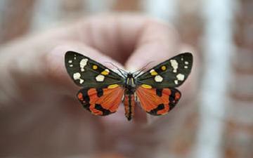 Callimorpha butterfly specimen