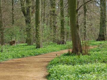 View of trees at Harcourt Arboretum