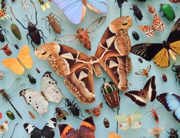 Butterfly and moth display, Museum of Natural History