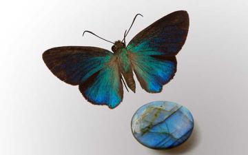 Gems of Earth and Air: Gem is Labradorite (cabochon) from Madagascar and Bitterfly is Coeliades chalybe immaculata Carpenter