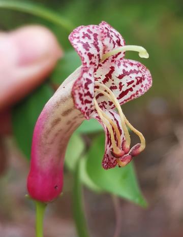 The new species of lipstick vine, Aeschynanthus pentatrichomatus.