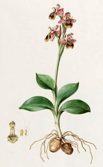 Image of Ferdinand Bauer's painting of an orchid