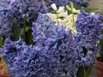 Hyacinths