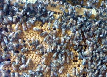 Close up of bees in a hive