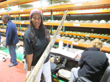Curator with elephant tusk Woman holds up old elephant tusk