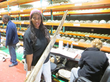 Curator with elephant tusk Woman holds up old elephant tusk