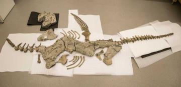 Plesiosaur fossil Plesiosaur fossil