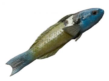 Cast of a fish