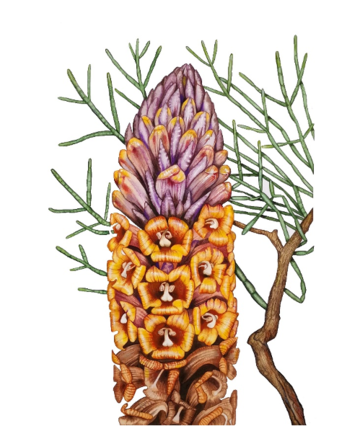 Drawing of a purple and orange spire of flowers against a brown branch with green spiky leaves
