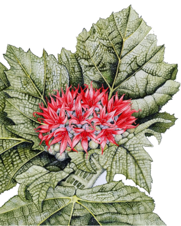 Drawing of a red flower surrounded by green leaves
