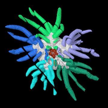 3D Sollasina cthulhu. Tube feet shown in different colours