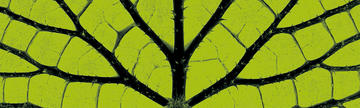 Roots to Seeds exhibition, Bodleian Libraries