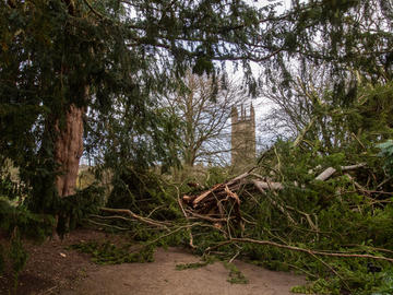 Bobart's yew after storm damage, February 2020