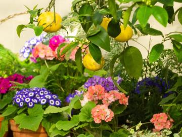 View of flowers and citrus fruits in the Conservatory at the Botanic Garden