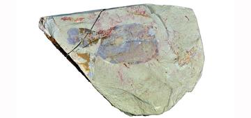 Vetulicola fossil from China