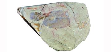 The enigmatic Vetulicola from the Chengjiang biota, China Vetulicola fossil from China